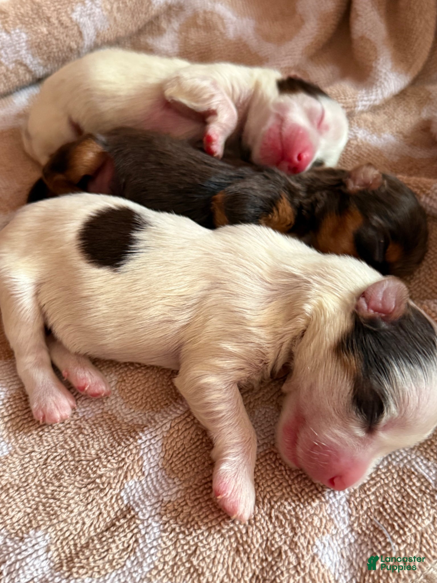 Yorkshire Terrier dogs Yorkshire Terrier Puppy 2 - Ad 22