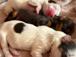 Yorkshire Terrier dogs Yorkshire Terrier Puppy 2 - Ad 22