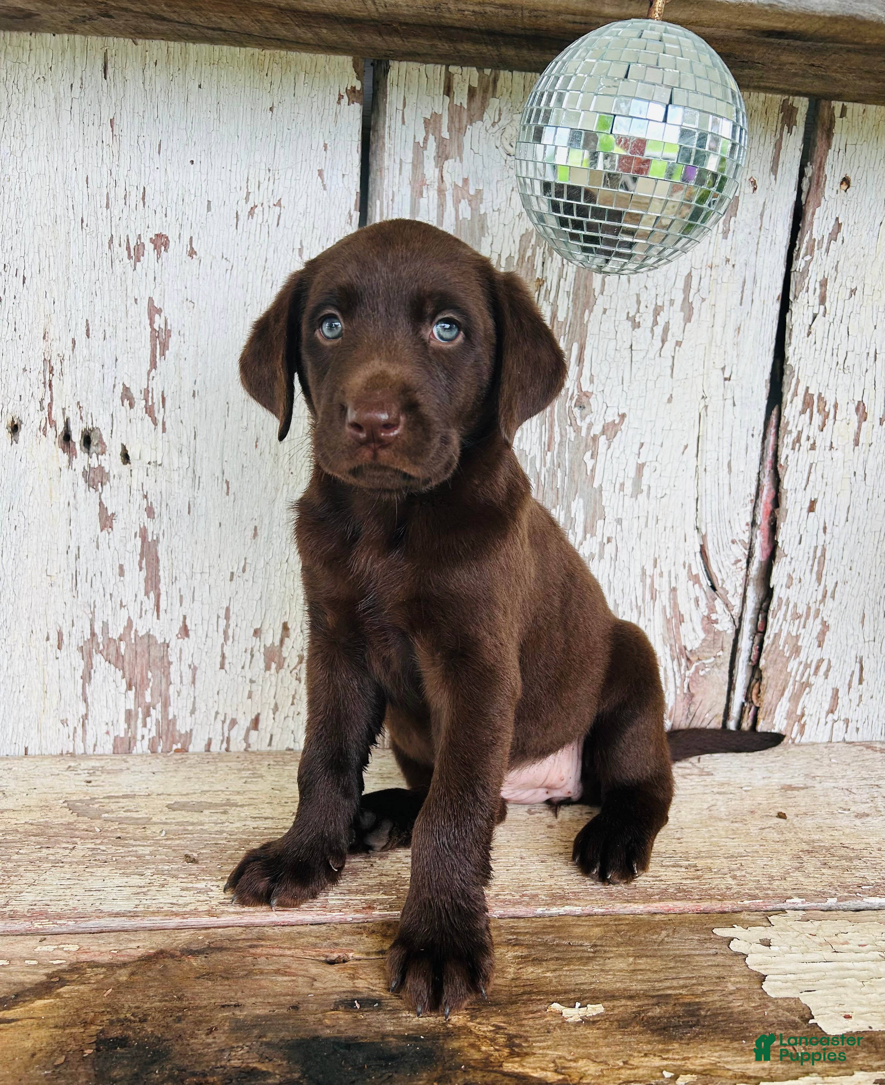 Labrador Retriever dogs Summer - Ad 2