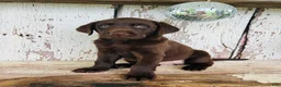 Labrador Retriever dogs for sale: Summer - Ad 2