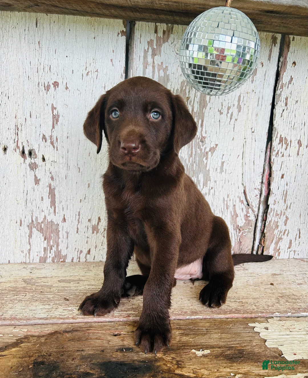 Labrador Retriever dogs for sale: Summer - Ad 2