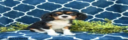 Cavalier King Charles Spaniel dogs for sale: Cookies and Cream - Ad 5