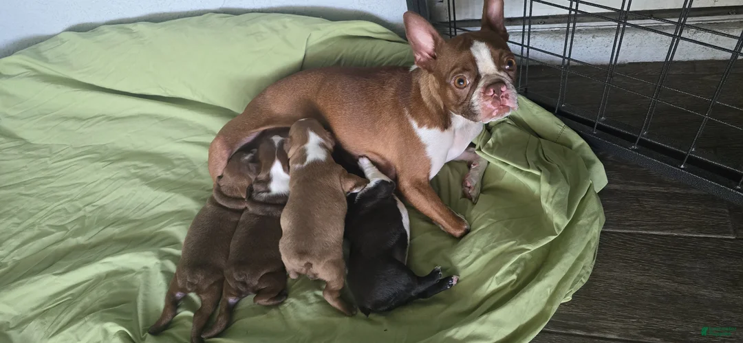 Boston Terrier dogs for sale: Boston Terrier Puppy 1 - Ad 17