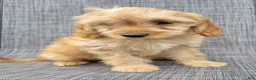 Cavapoo dogs for sale: Nugget - Ad 10