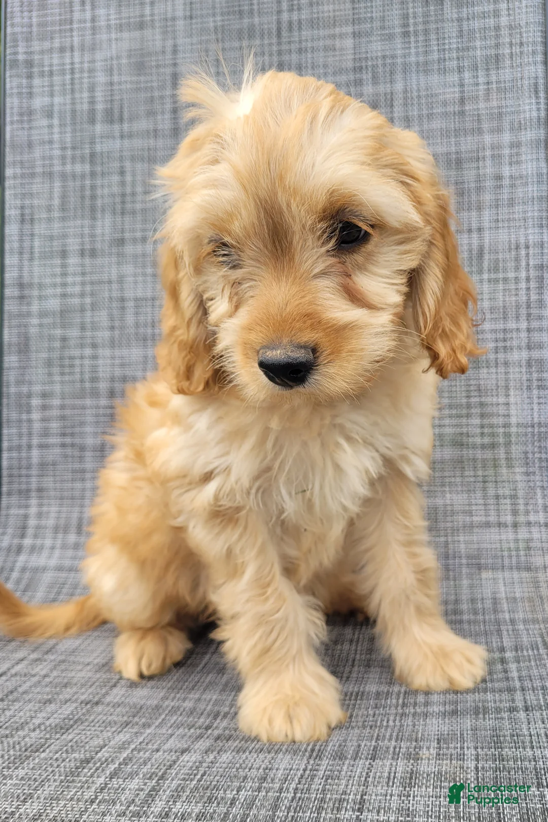 Cavapoo dogs for sale: Nugget - Ad 10