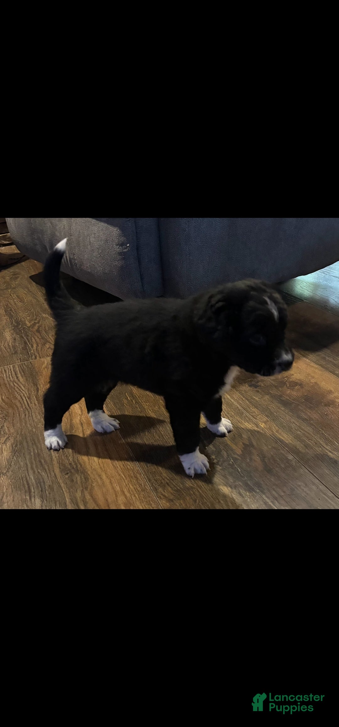 Mixed Breed dogs Eddie boy  - Ad 34