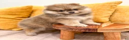 Pomeranian dogs for sale: Cuddles - Ad 2