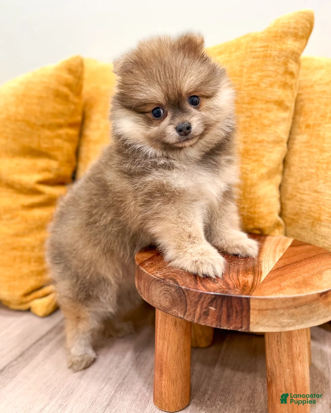Pomeranian dogs for sale: Cuddles - Ad 2
