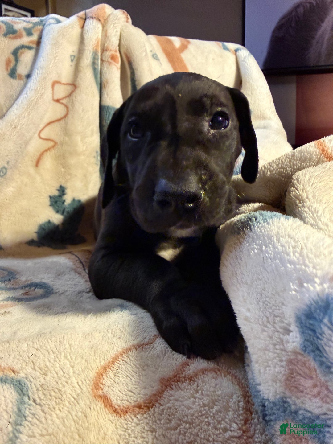 Great Dane dogs for sale: Great Dane Puppy 8 - Ad 1