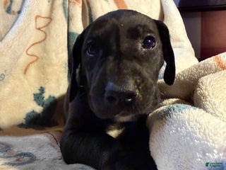 Great Dane dogs Great Dane Puppy 8 - Ad 12