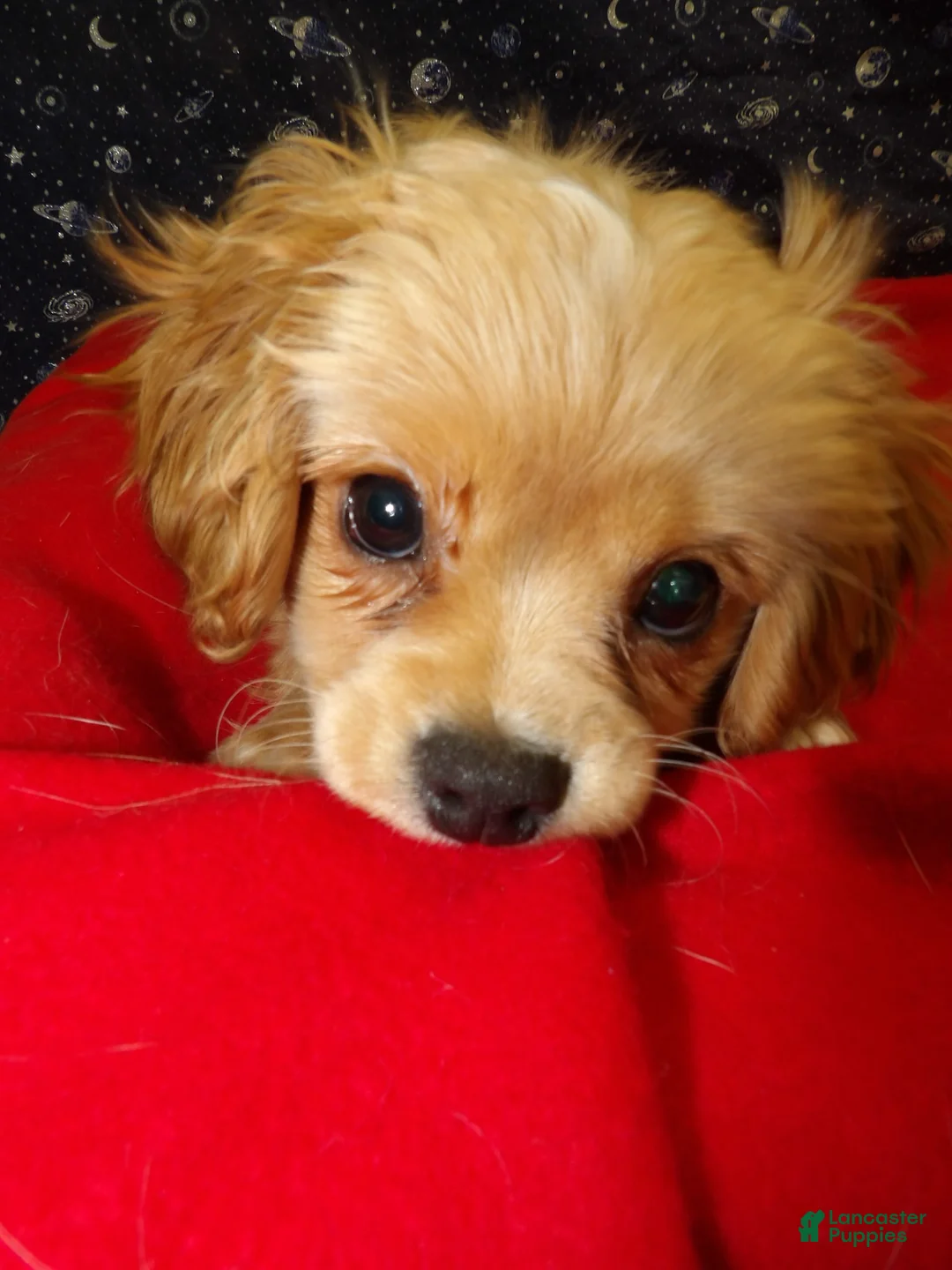 Cavachon dogs for sale: Ja Ja  - Ad 7