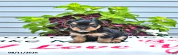 Yorkshire Terrier dogs for sale: Charlie - Ad 4