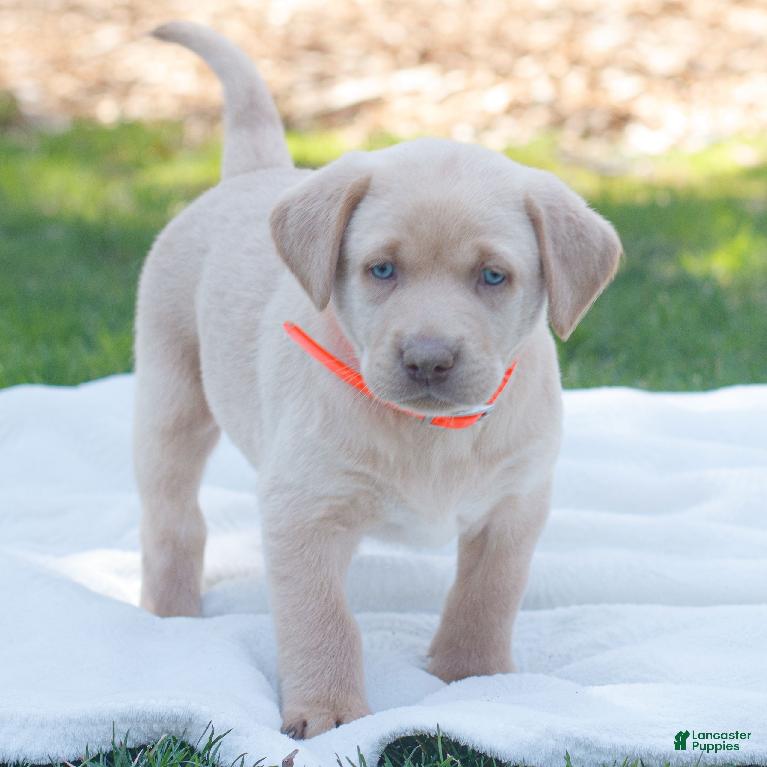 Labrador Retriever dogs Reed  - Ad 1