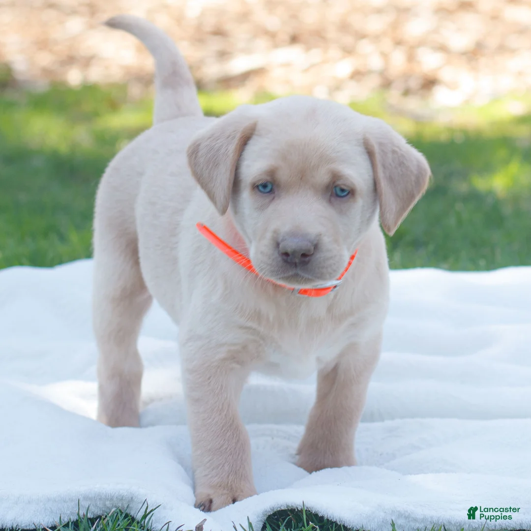Labrador Retriever dogs for sale: Reed  - Ad 1