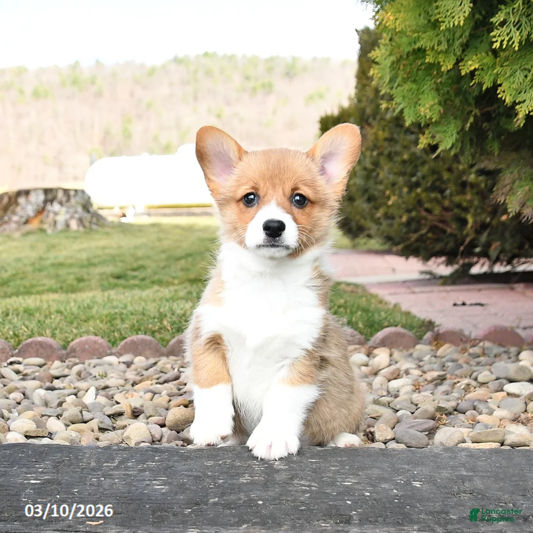 Welsh Corgi Pembroke dogs for sale: Lacey - Ad 1