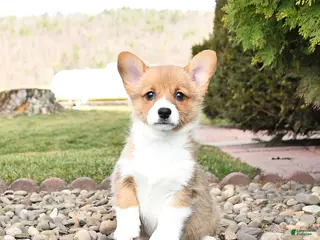 Welsh Corgi Pembroke dogs for sale: Lacey - Ad 3