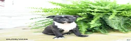 Boston Terrier dogs for sale: Molassas - Ad 3