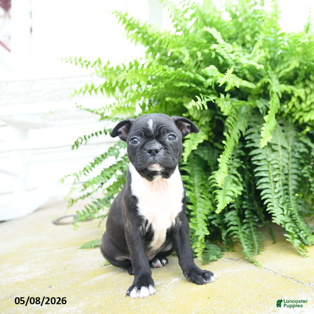 Boston Terrier dogs for sale: Molassas - Ad 3