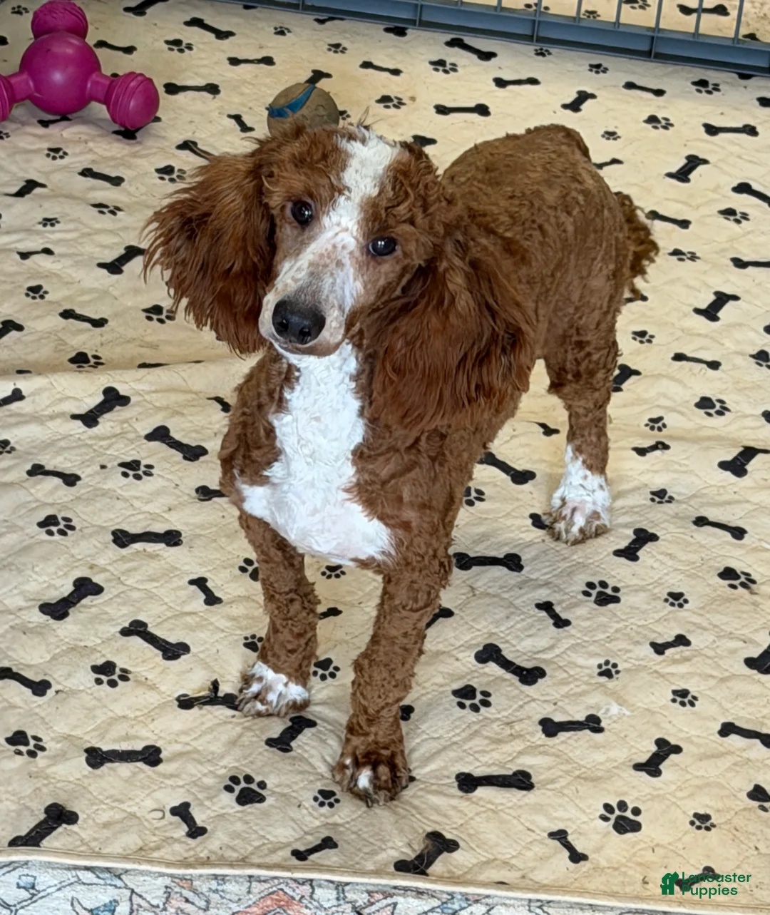 Miniature Poodle dogs for sale: Huck - Ad 3