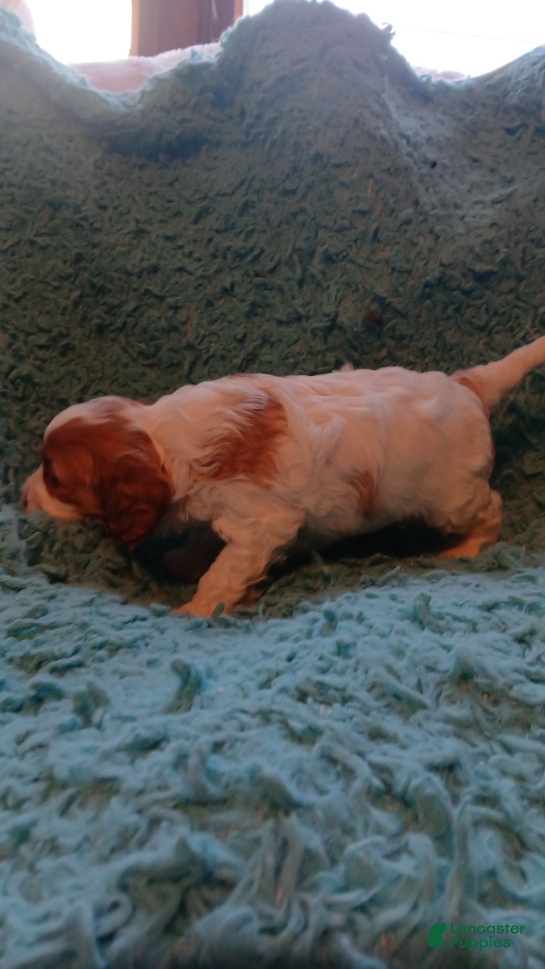 Cavapoo dogs for sale: Teddy Jr.  - Ad 7