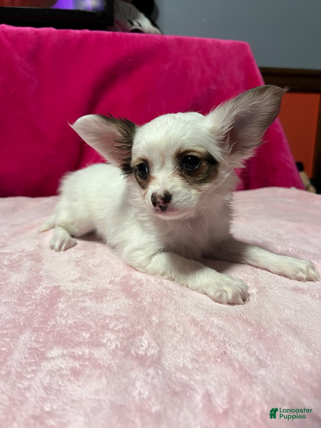 Papillon dogs for sale: Brandy - Ad 3