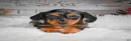 Miniature Dachshund dogs for sale: AKC-Hershey - Ad 7