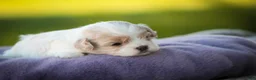 Shihpoo dogs for sale: Zaneeta Shihpoo  - Ad 3