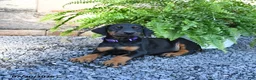 Doberman Pinscher dogs for sale: Poppy - Ad 4