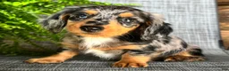 Dachshund dogs for sale: Sadie - Ad 4