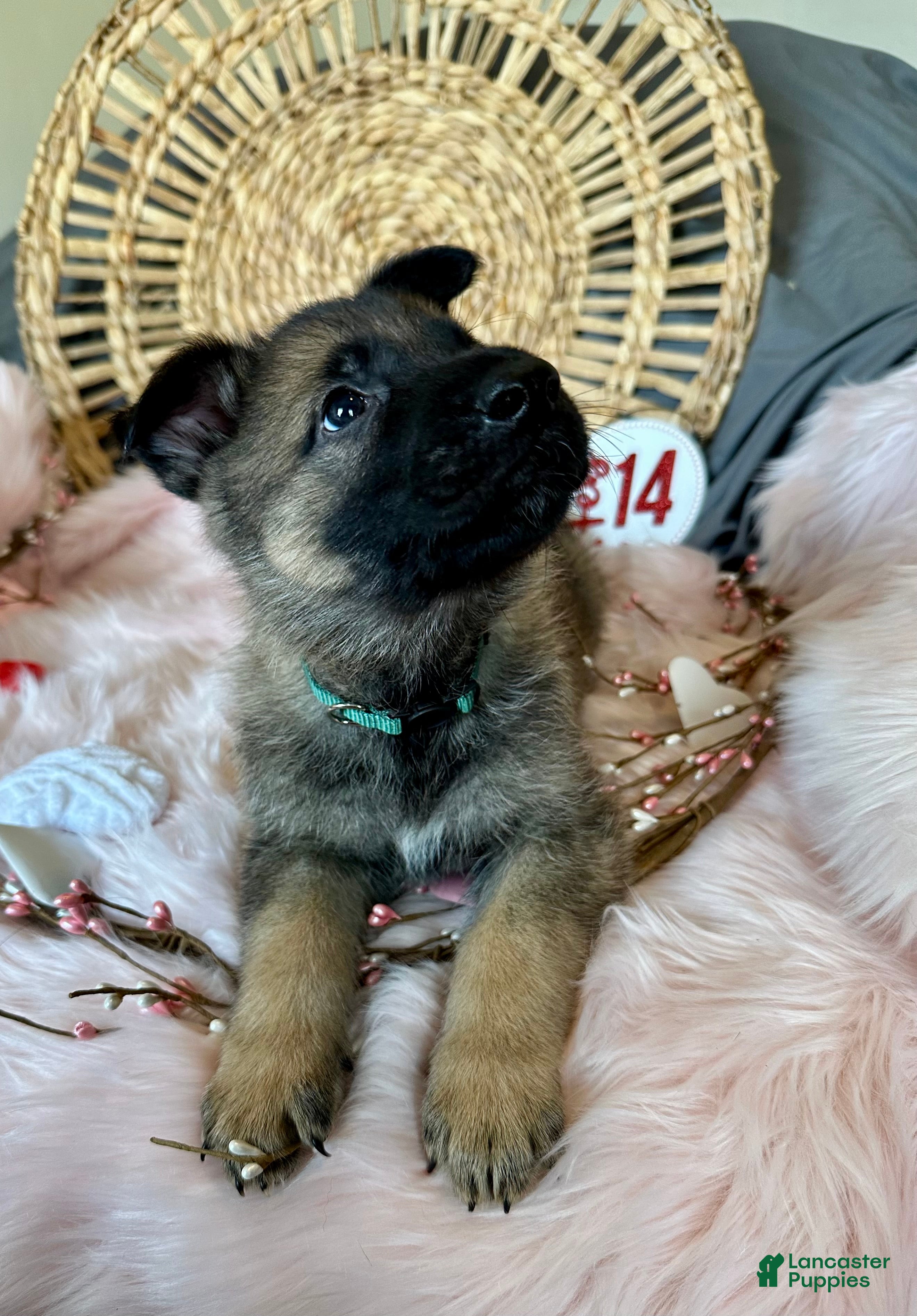 German Shepherd dogs Sage - Ad 1