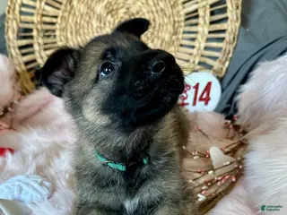 German Shepherd dogs Sage - Ad 1