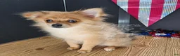 Pomeranian dogs for sale: Pepper's Long Shot - "Archer" - Ad 38