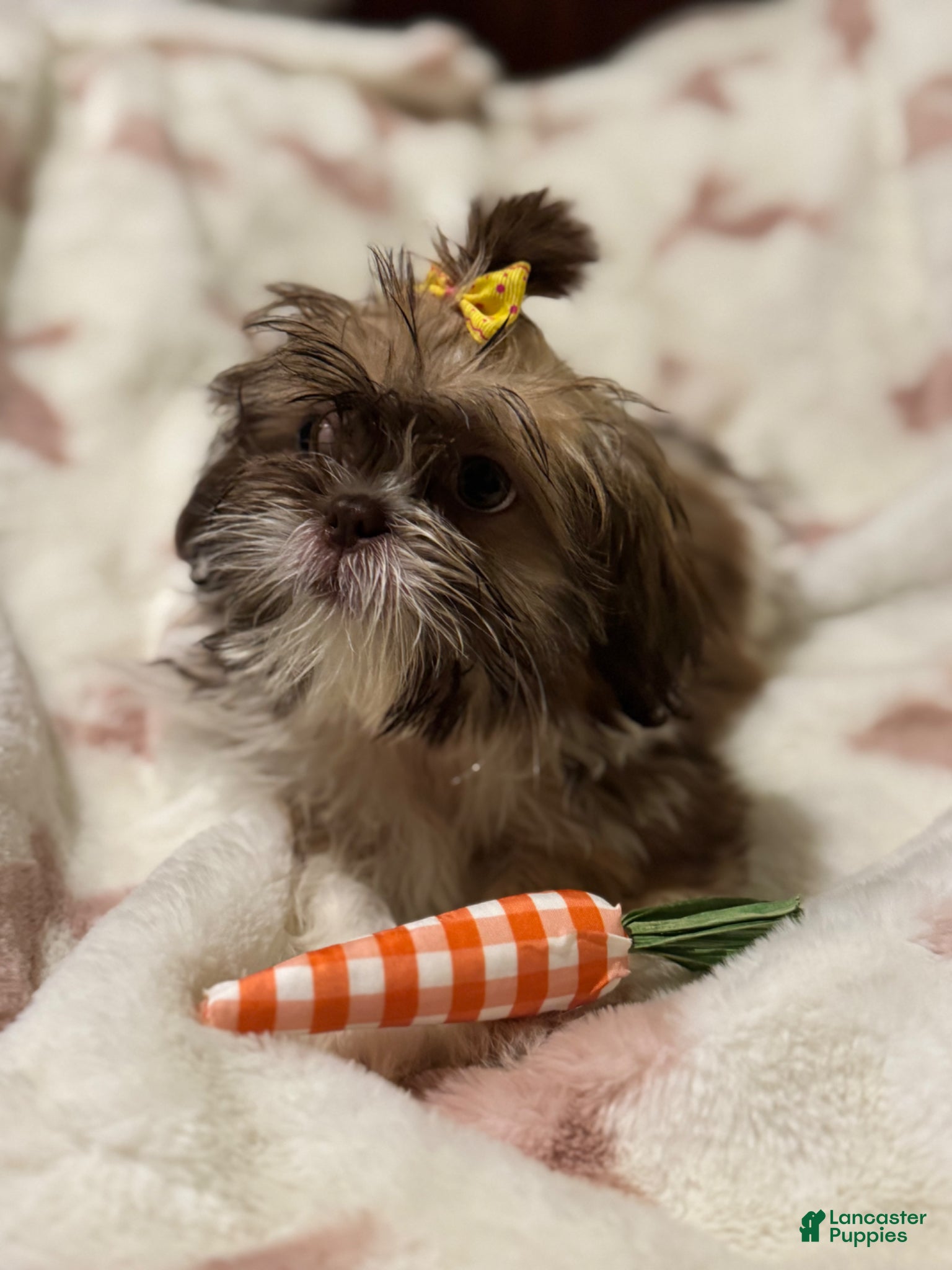 Teddy Bear dogs Teddy Bear Puppy 1 - Ad 40