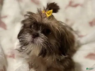 Teddy Bear dogs Teddy Bear Puppy 1 - Ad 36