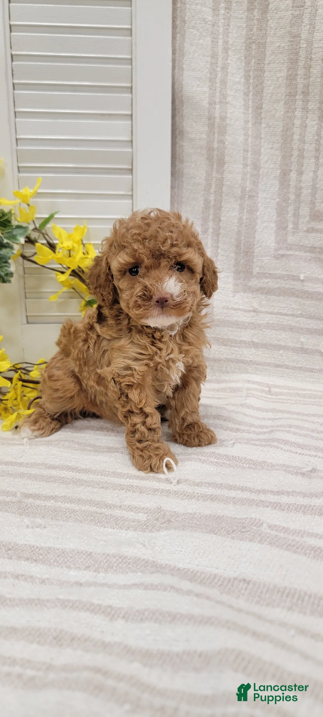 Toy Poodle dogs for sale: Rose - Ad 1