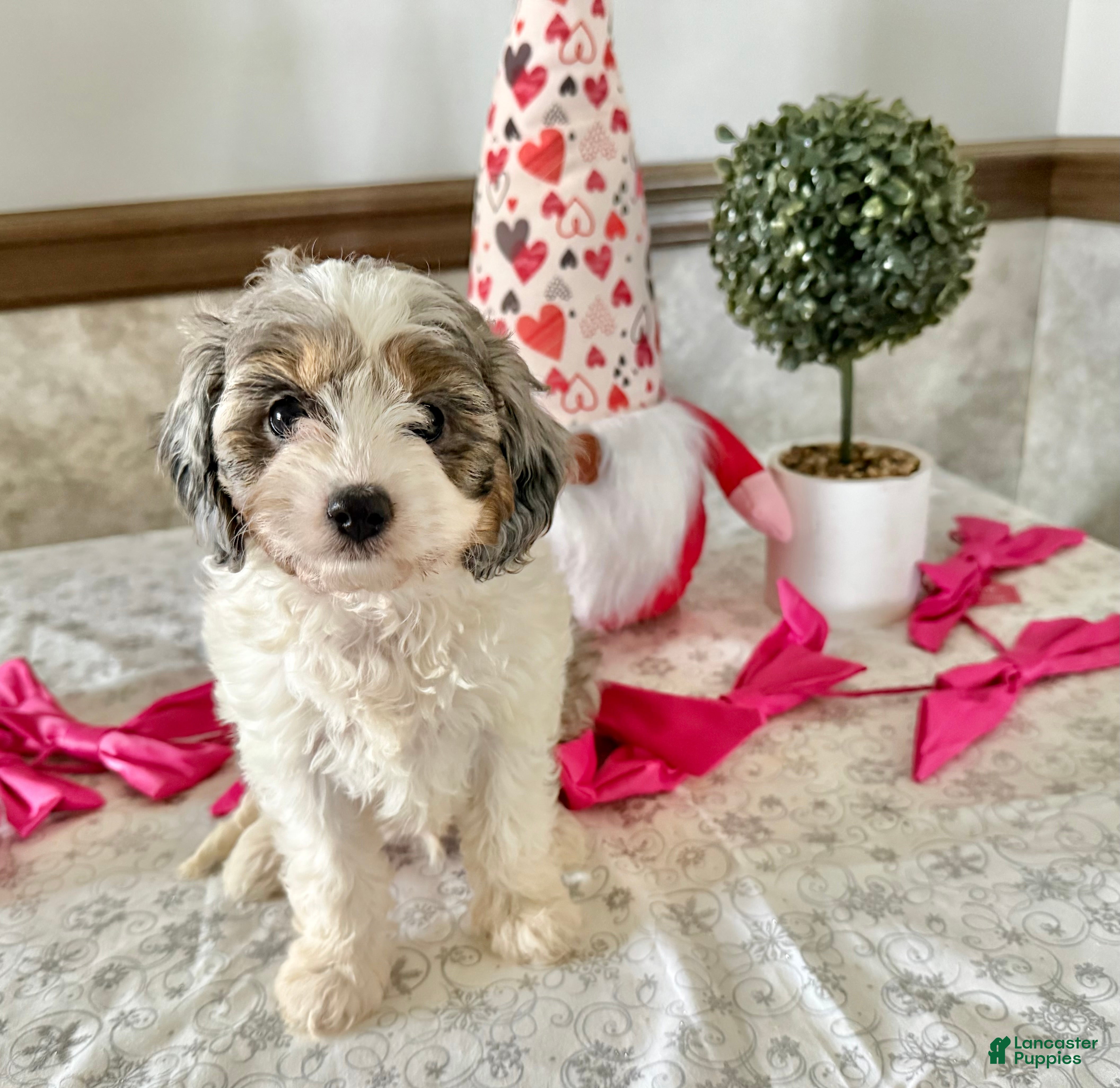 Cavapoo dogs Chase  - Ad 2