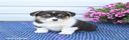 Welsh Corgi Pembroke dogs for sale: Ruby - Ad 2