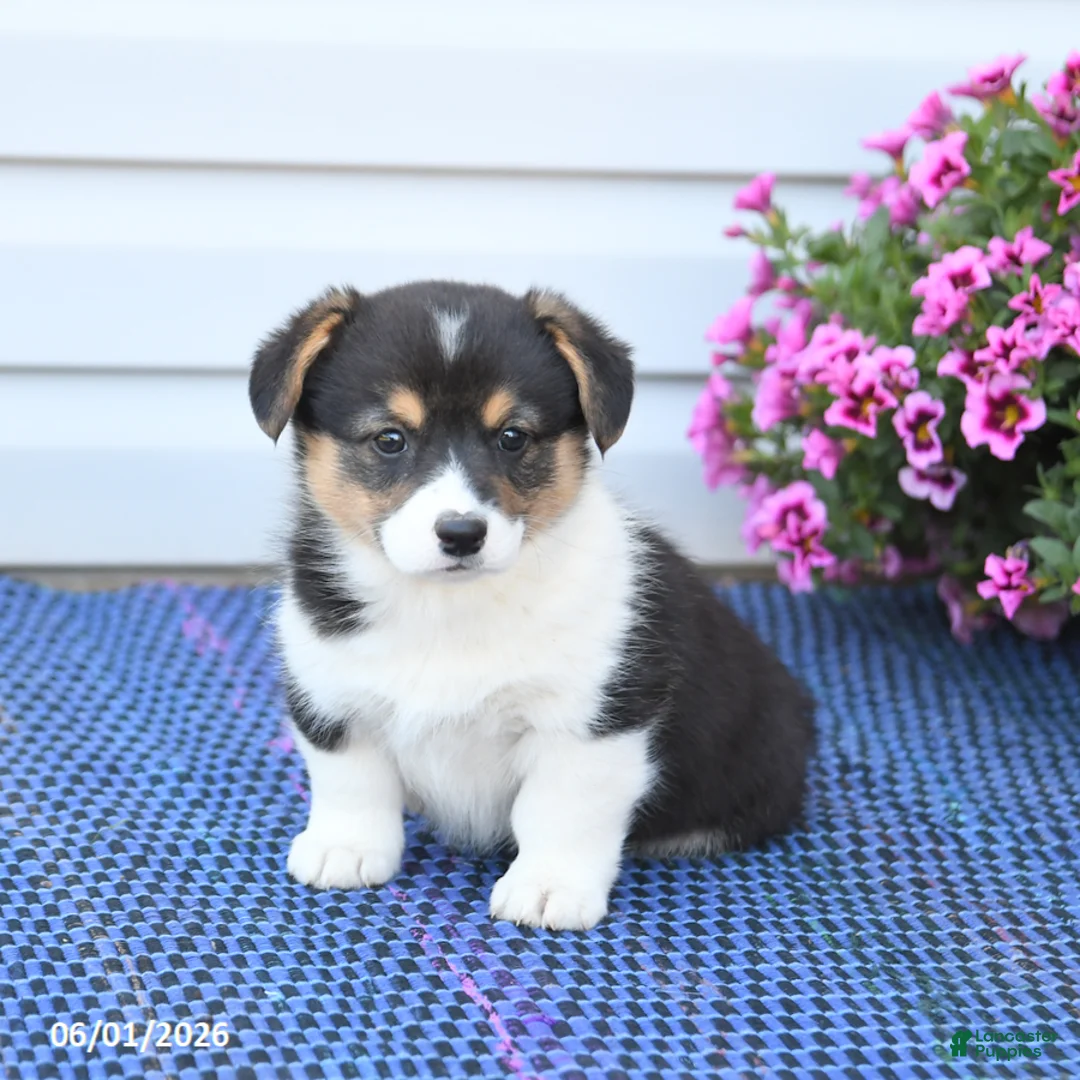 Welsh Corgi Pembroke dogs for sale: Ruby - Ad 2