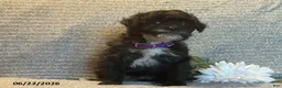 Mixed Breed dogs for sale: Lori - Ad 3