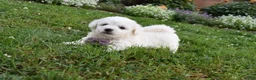 Cavachon dogs for sale: Theresa - Ad 3