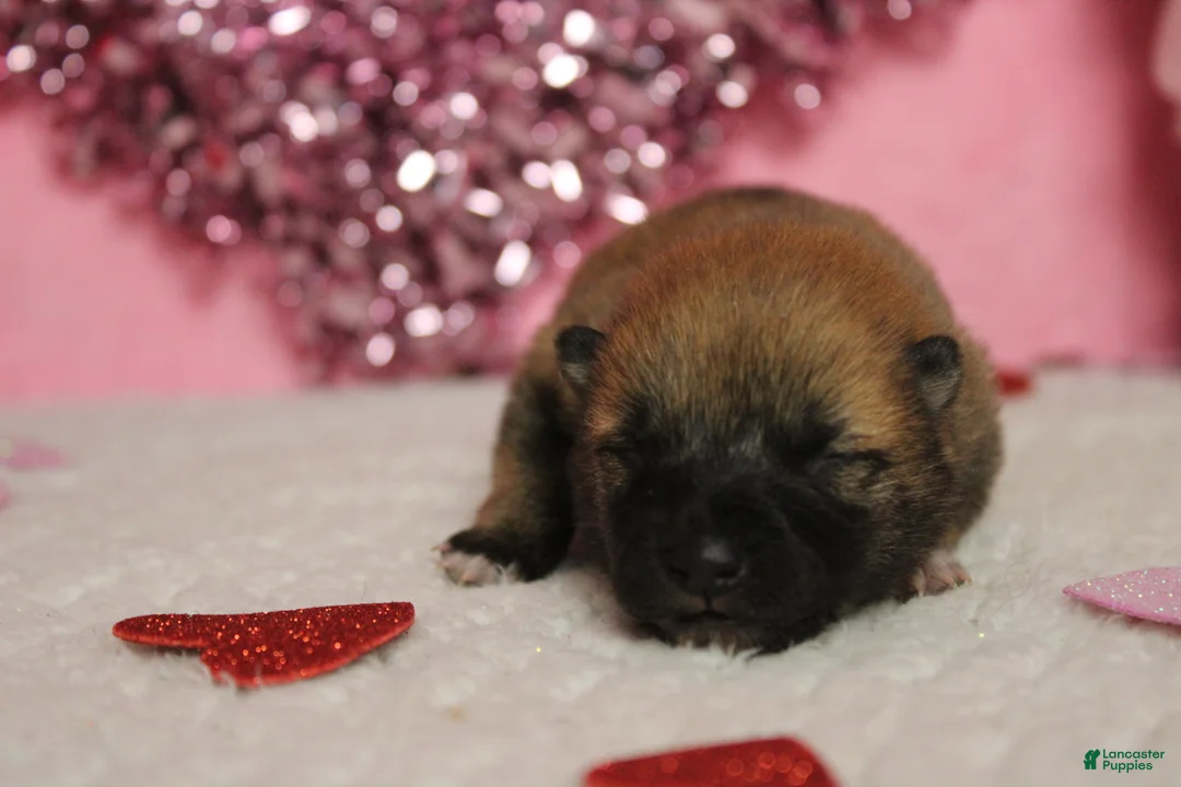 Shiba Inu dogs for sale: Blizzard  - Ad 1