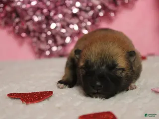 Shiba Inu dogs Blizzard - Ad 4