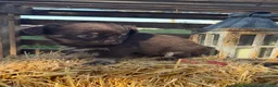 Chihuahua dogs for sale: Bingo - Ad 8
