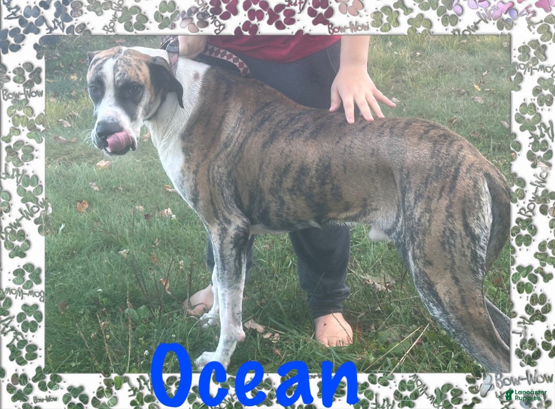 Great Dane dogs for sale: Howard - Ad 20