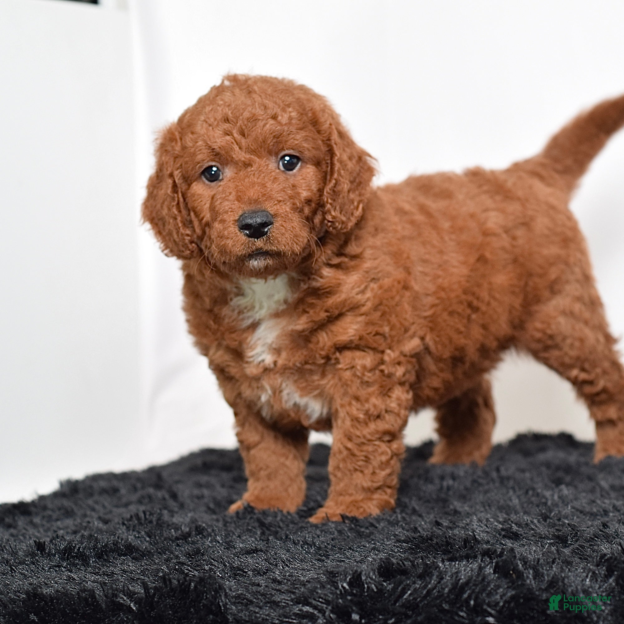 Mini Goldendoodle dogs for sale:  Malcolm - Ad 5