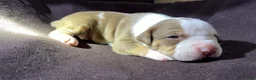 American Bully dogs for sale: American Bully 2 - Ad 5