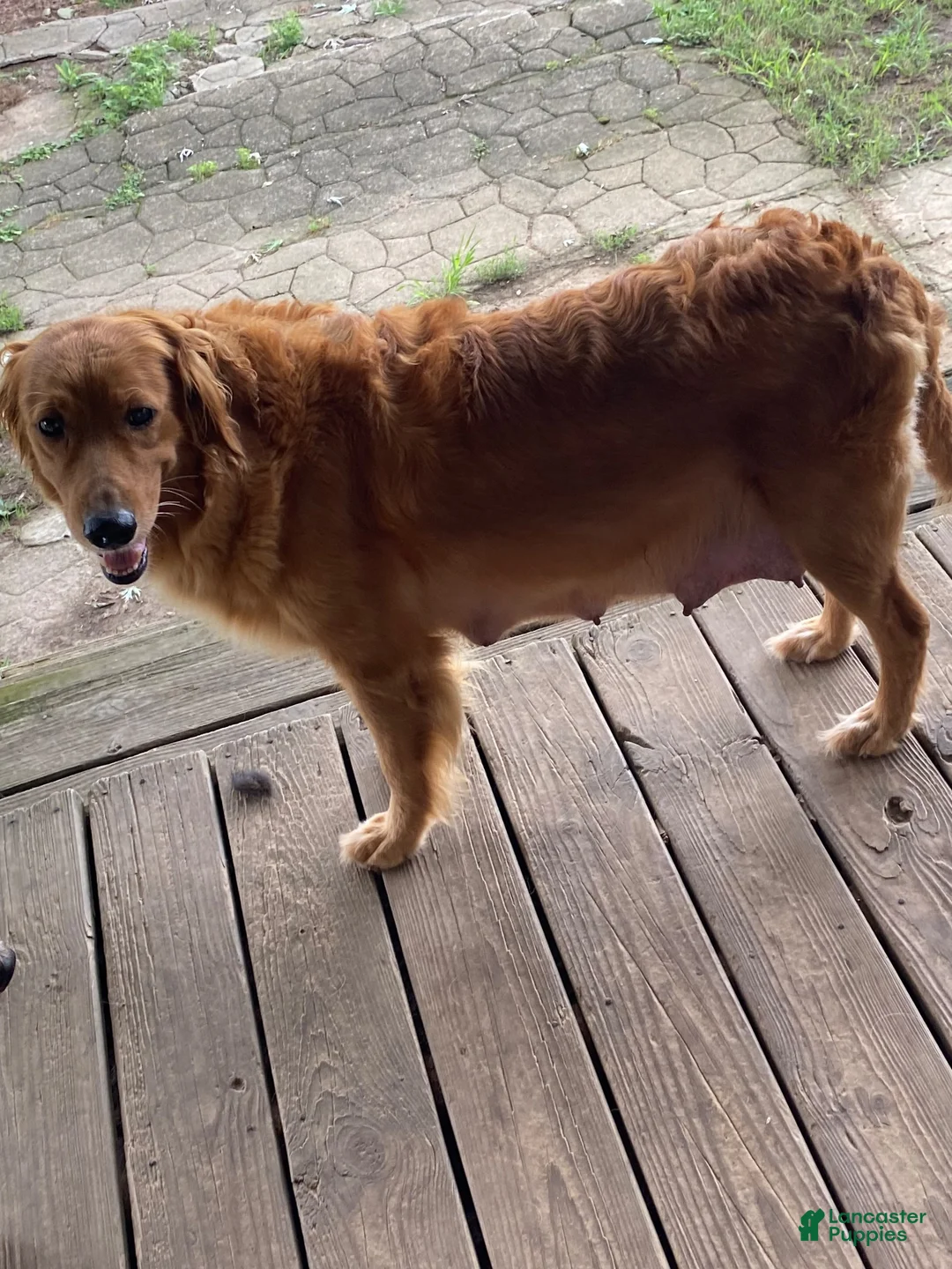 Goldendoodle dogs for sale: Goldendoodle 3 - Ad 2