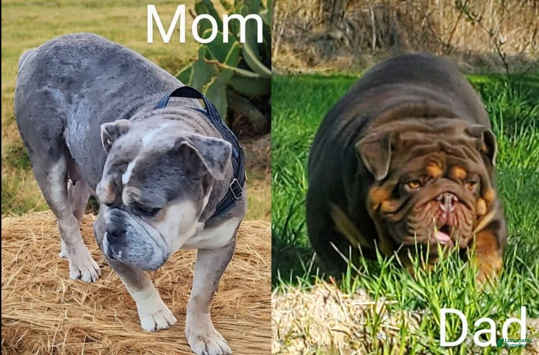 English Bulldog dogs for sale: Sparkle lilac and tan merle  - Ad 13