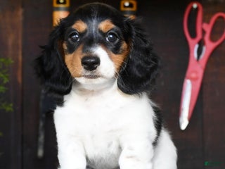 Miniature Dachshund dogs - Ad 28