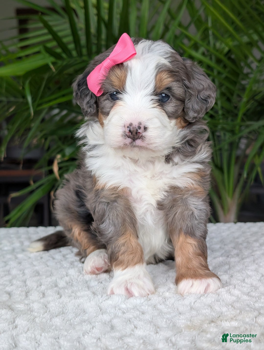 Mini Bernedoodle dogs for sale: Mini Emmie  - Ad 10
